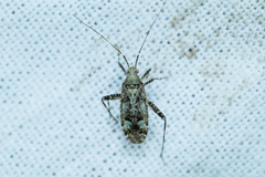 Phytocoris