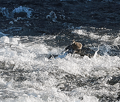 Histrionicus histrionicus