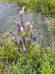 Gentianopsis victorinii
