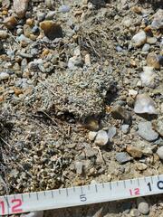 Eriogonum caespitosum