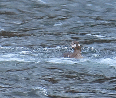 Histrionicus histrionicus