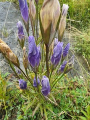 Gentianopsis victorinii