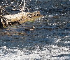 Histrionicus histrionicus