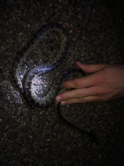 Lampropeltis splendida