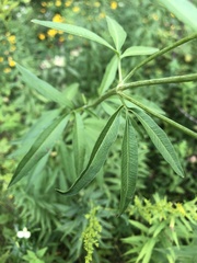 Coreopsis tripteris
