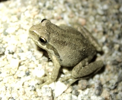 Pseudacris hypochondriaca