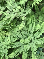 Adiantum pedatum