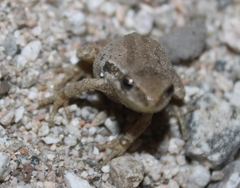 Pseudacris hypochondriaca