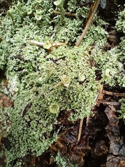 Cladonia digitata