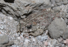 Anaxyrus boreas halophilus