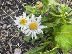 Leucanthemum maximum