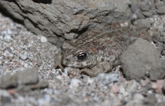 Anaxyrus boreas halophilus