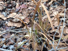 Carex frankii