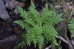 Dryopteris filix-mas