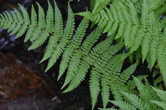 Dryopteris filix-mas