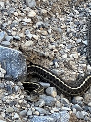 Thamnophis elegans vagrans