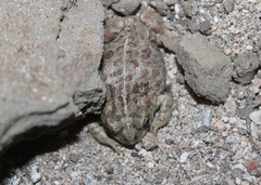 Anaxyrus boreas halophilus