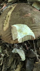 Tylopilus felleus