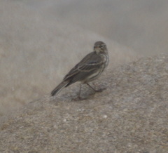 Anthus petrosus