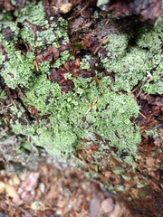 Cladonia digitata