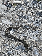 Thamnophis elegans vagrans