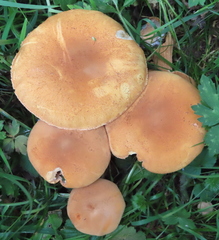Cystoderma