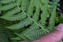 Dryopteris filix-mas