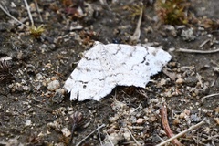 Macaria notata