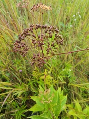 Cicuta maculata victorinii