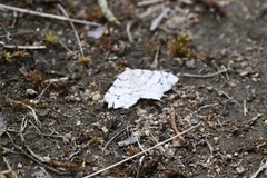 Macaria notata