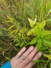 Cicuta maculata victorinii