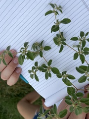 Croton monanthogynus