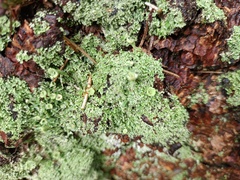 Cladonia digitata