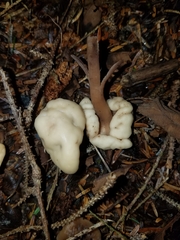 Cudonia circinans