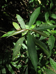 Palicourea