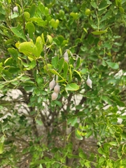 Dermatophyllum secundiflorum