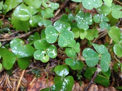 Oxalis acetosella