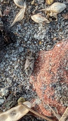 Nysius huttoni