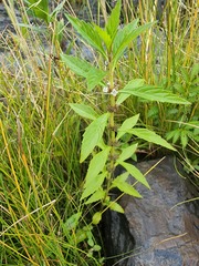 Lycopus laurentianus