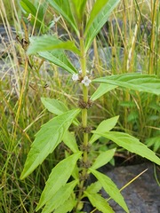 Lycopus laurentianus