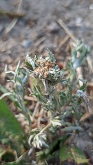 Gnaphalium uliginosum