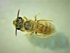 Vestitohalictus