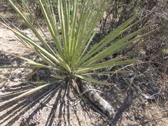Yucca schidigera