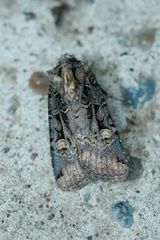 Opigena polygona