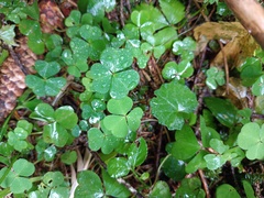 Oxalis acetosella