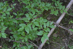 Vaccinium membranaceum