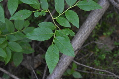 Vaccinium membranaceum