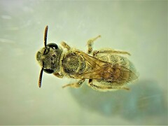 Vestitohalictus