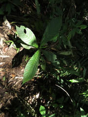 Elaeagia
