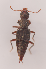 Zalobius spinicollis